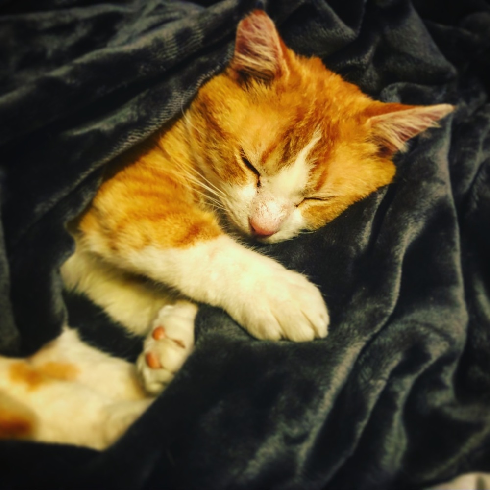 Meet your Posher, Heather